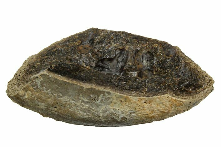 Fossil Tyrannosaur (T rex) Vertebra Section - Wyoming #350452